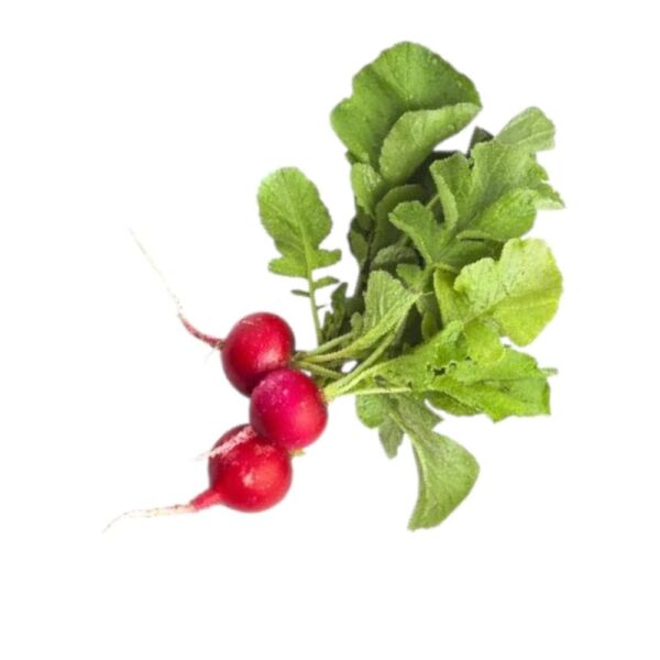 Radish