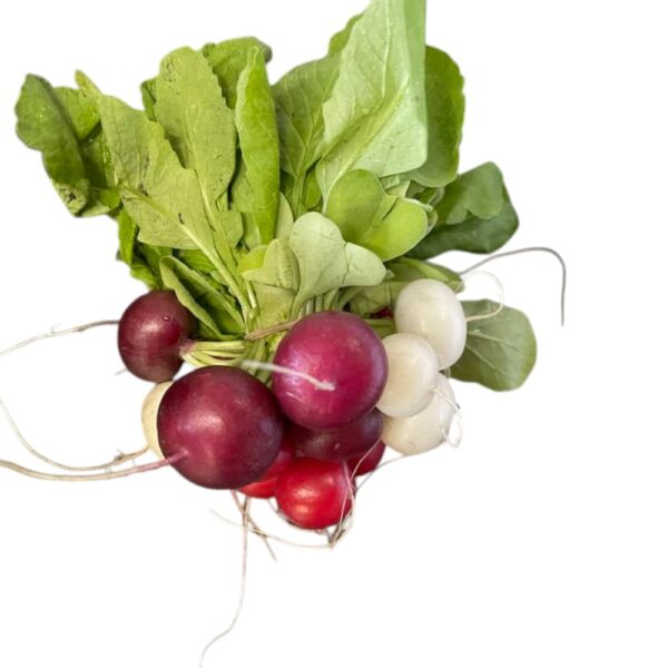 Rainbow Radish
