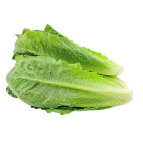 Lettuce Cos