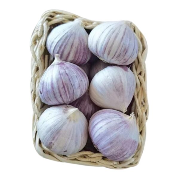 Garlic Solo